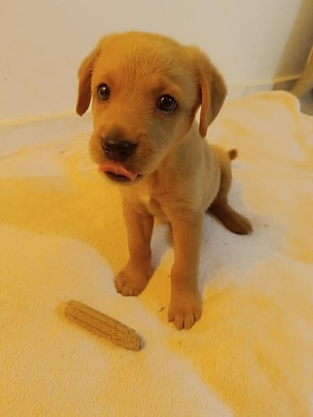 Veruka la bouille d'amour