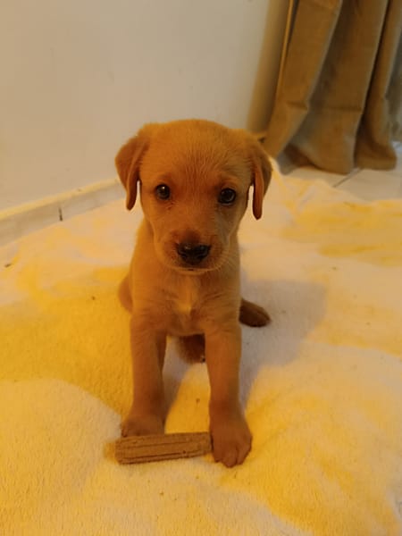 Veruka la bouille d'amour