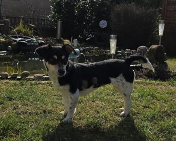 Minikleine fröhliche Chilli sucht dich!