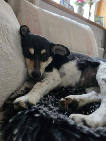 Minikleine fröhliche Chilli sucht dich!