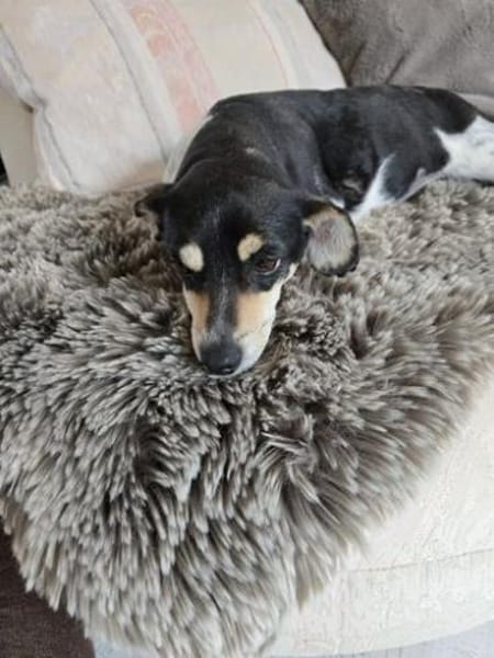 Minikleine fröhliche Chilli sucht dich!