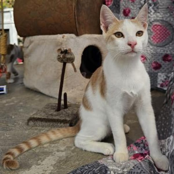 Süßer Buster sucht liebevolles Zuhause!