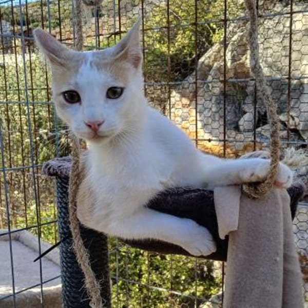 Süßer Buster sucht liebevolles Zuhause!