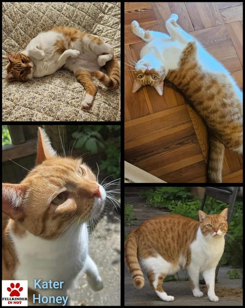 Süßer Entdecker Honey