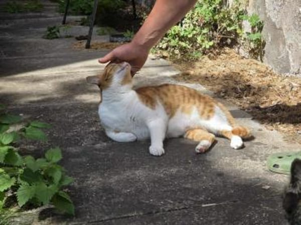 Süßer Entdecker Honey