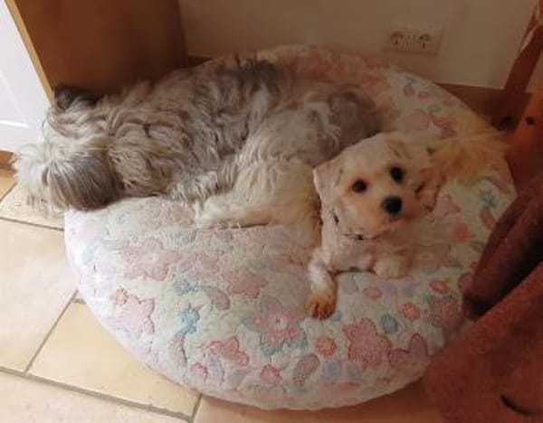 Cleverer Nemo sucht sein Zuhause