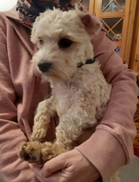 Cleverer Nemo sucht sein Zuhause