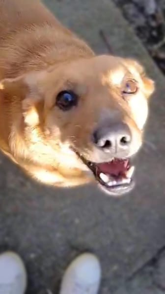 Bobo - freundlicher Hund sucht Familie