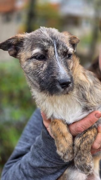 Leila - Welpe Hündin sucht ihre Familie