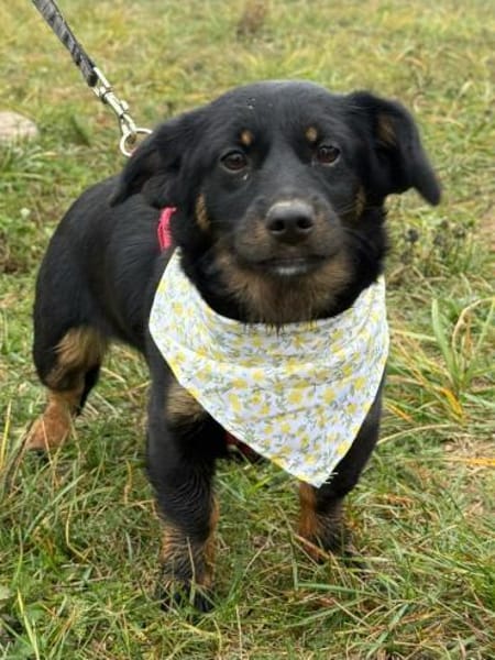 ❤ Skadi, Pflegefamilie Erkelenz