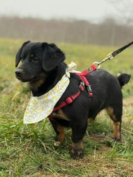 ❤ Skadi, Pflegefamilie Erkelenz