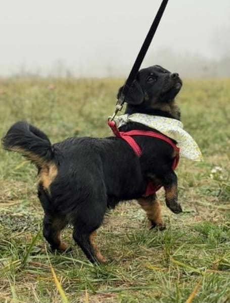 ❤ Skadi, Pflegefamilie Erkelenz