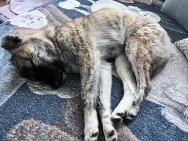 Gestromte Schönheit sucht ihr Glück