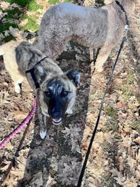 Gestromte Schönheit sucht ihr Glück