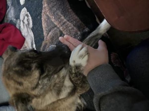 Gestromte Schönheit sucht ihr Glück