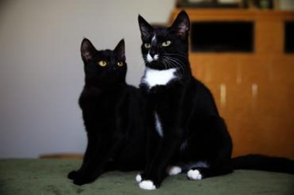 AMAYA und TIBERIUS suchen ihr Zuhause!