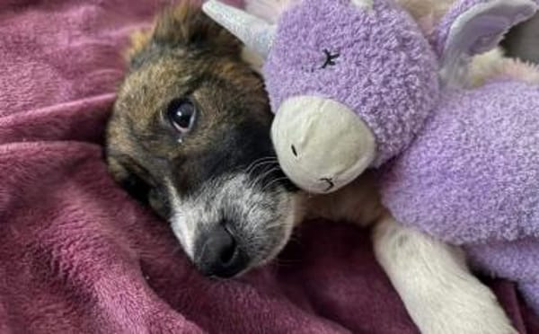 Athene wartet auf deine Nachricht