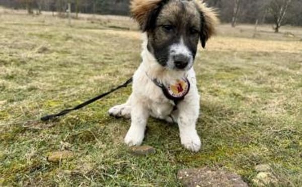 Athene wartet auf deine Nachricht