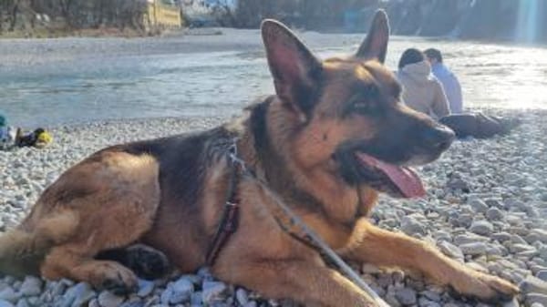 Maxl sucht dringend neues Zuhause