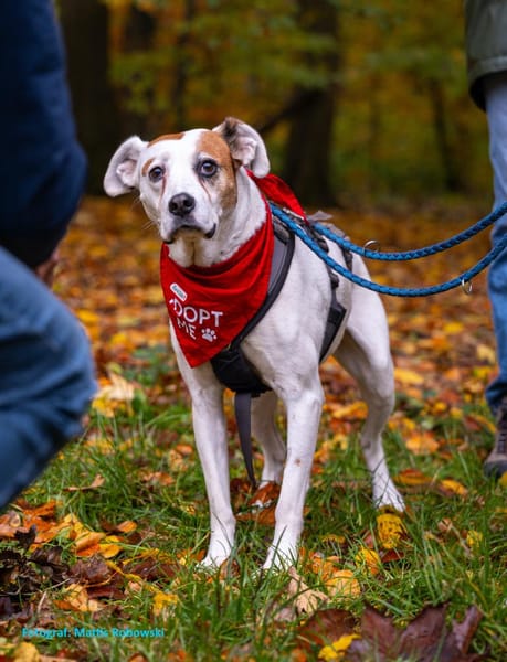 LUCERA-SPORTLICHE,LEBENSFROHE HÜNDIN