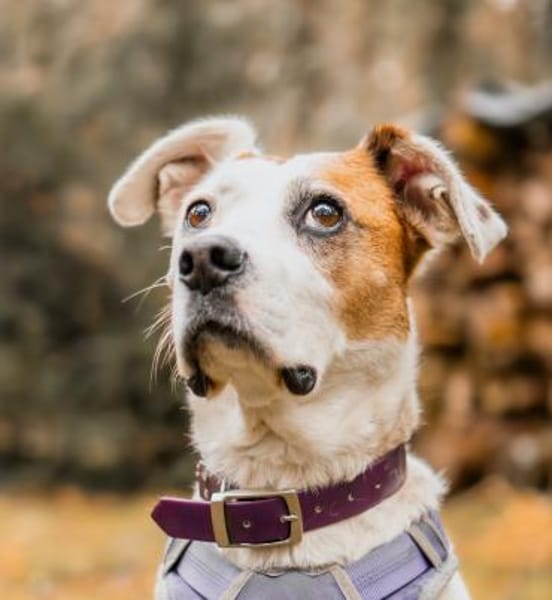 LUCERA-SPORTLICHE,LEBENSFROHE HÜNDIN