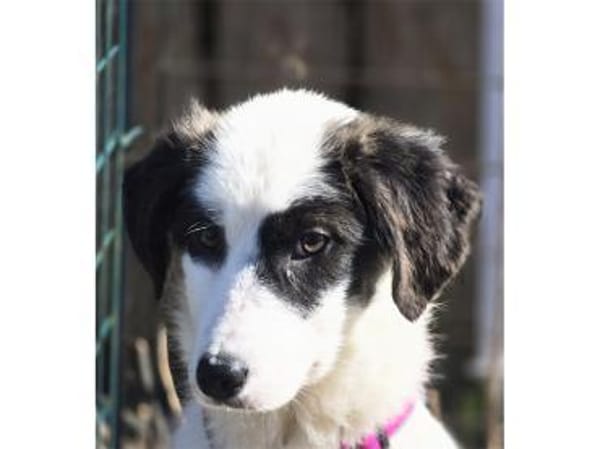 Abby - wartet in 96160 Geiselwind