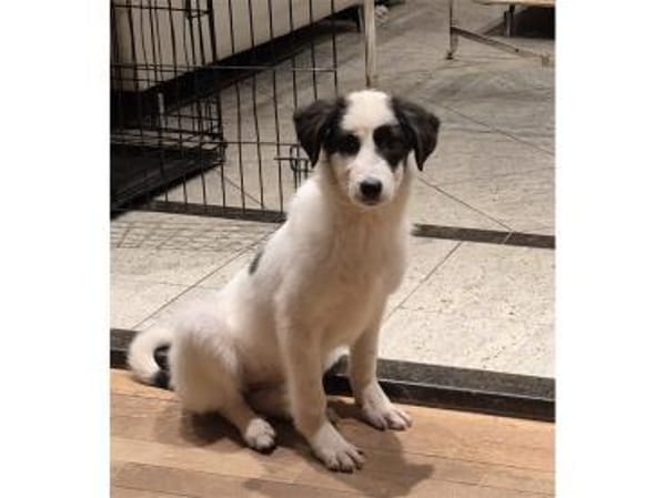 Abby - wartet in 96160 Geiselwind