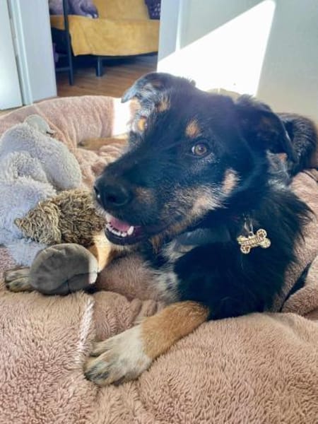 Brunella - kluge Junghündin