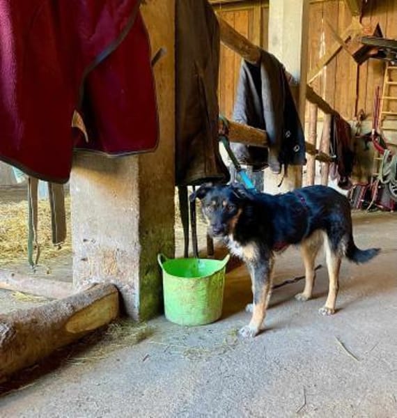 Brunella - kluge Junghündin