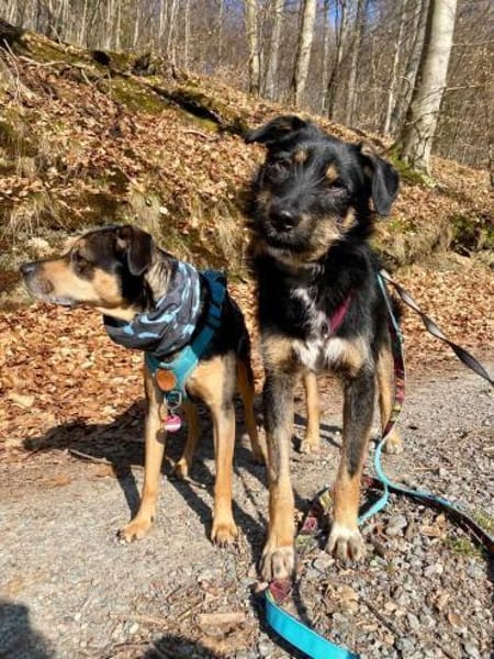 Brunella - kluge Junghündin