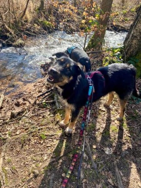 Brunella - kluge Junghündin