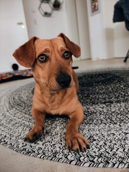 Scooby° in 55777 Berschweiler