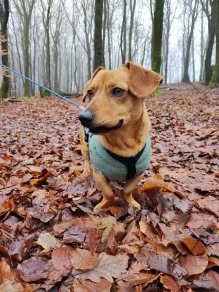 Scooby° in 55777 Berschweiler