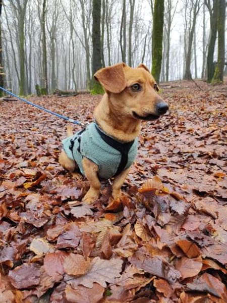 Scooby° in 55777 Berschweiler