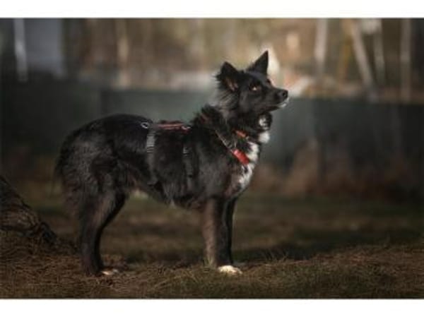 Anki - wartet in 57632 Ziegenhain