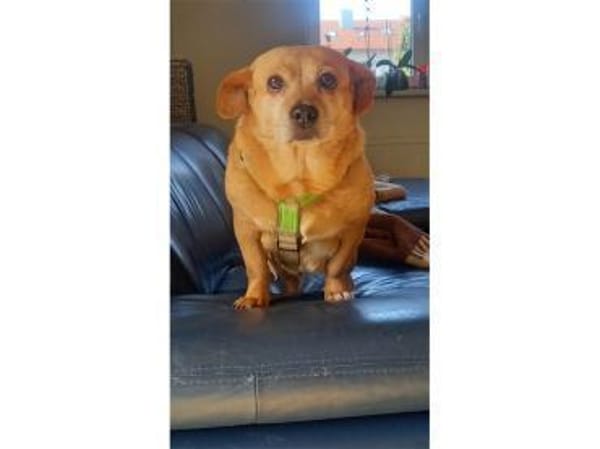 Angelina - wartet in 91058 Erlangen