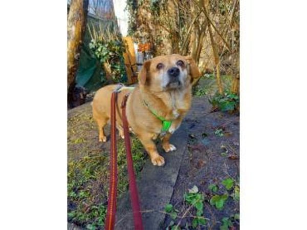 Angelina - wartet in 91058 Erlangen