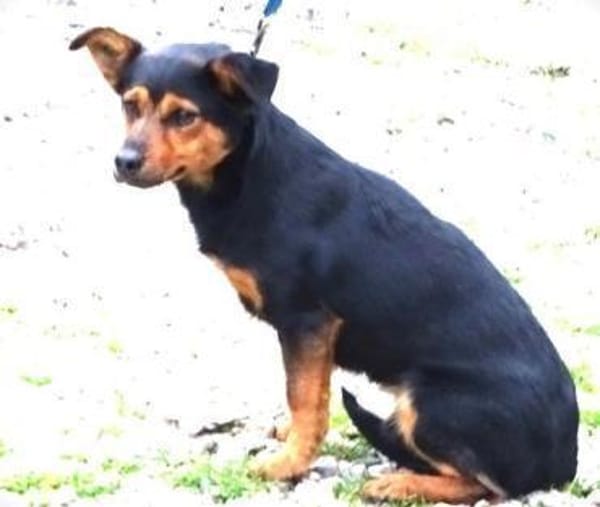 FLOCKY sucht Zuhause