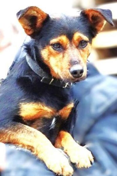 FLOCKY sucht Zuhause