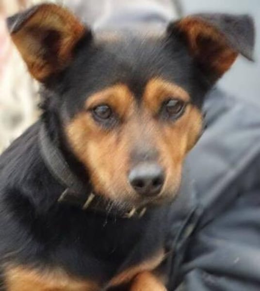 FLOCKY sucht Zuhause