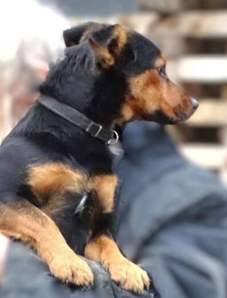 FLOCKY sucht Zuhause