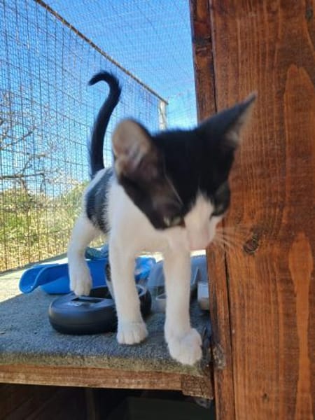 Kleine Two Spot sucht Zuhause!