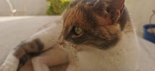 Schöne Bella sucht ein Zuhause!