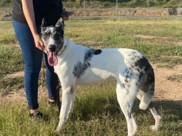 Floky seine Vermittlung ist dringend