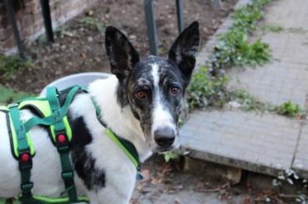 Floky seine Vermittlung ist dringend