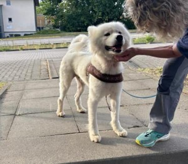 Samojedenrüde Malvin