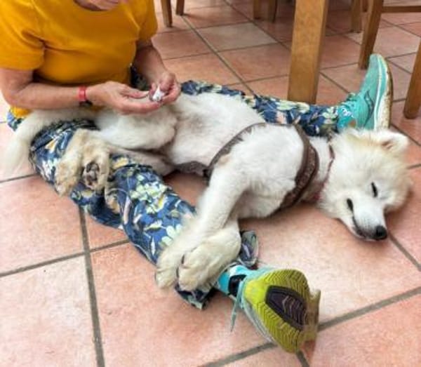 Samojedenrüde Malvin