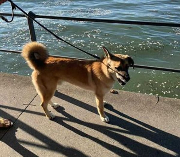 Bruno, der Trickkünstler