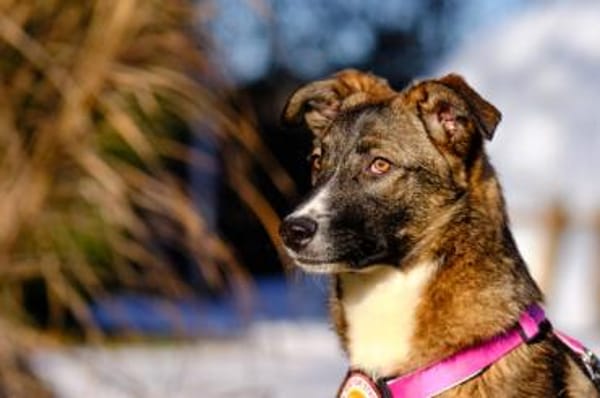 Unser Sternchen ist Sterretje