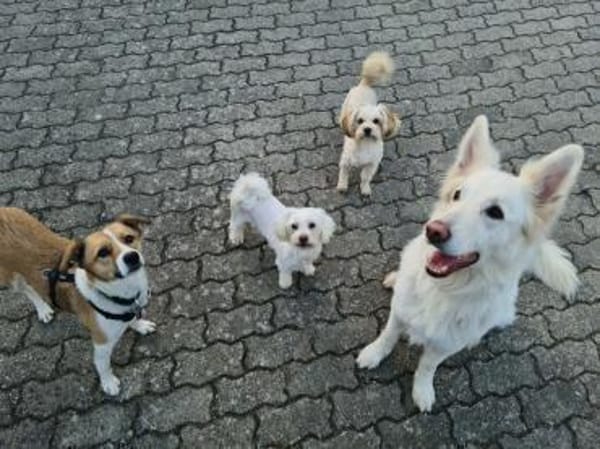Chips - ein kleiner,lustiger Wirbelwind